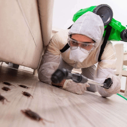 Pest Control